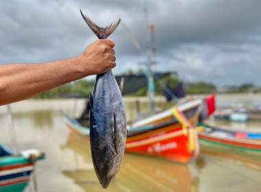 เข้าสอนแนะนำ การแปรรูปปลาหวาน ... พารามิเตอร์รูปภาพ 5