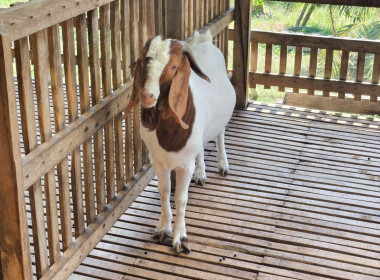 เข้าตรวจติดตามผลการใช้เงินกู้กองทุนพัฒนาสหกรณ์ ... พารามิเตอร์รูปภาพ 1