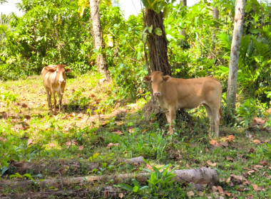 เข้าตรวจติดตามผลการใช้เงินกู้กองทุนพัฒนาสหกรณ์ ของ ... พารามิเตอร์รูปภาพ 3