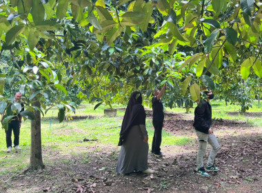 ตรวจเยี่ยมสวนมังคุดและสวนทุเรียนของสมาชิกสหกรณ์การเกษตรเพื่อการตลาดลูกค้า ธกส.ปัตตานี จำกัด ... พารามิเตอร์รูปภาพ 3