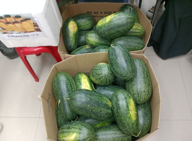 ร่วมกันนำผลผลิตทางการเกษตร แตงโมเมญ่า ... พารามิเตอร์รูปภาพ 2