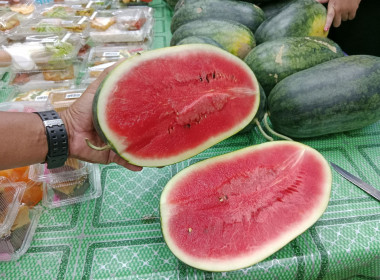 ร่วมกันนำผลผลิตทางการเกษตร แตงโมเมญ่า ... พารามิเตอร์รูปภาพ 3